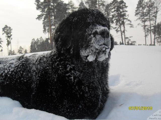 Фото: ньюфаундленд Bianka Vayt Pyerl (Бианка Вайт Пэрл)