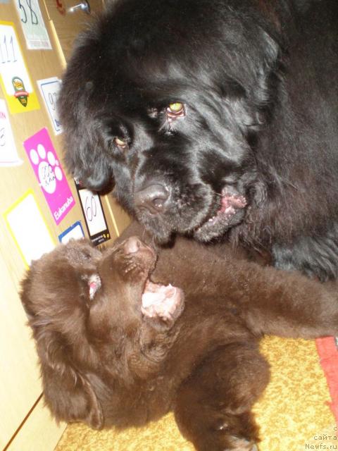 Фото: ньюфаундленд CHansi iz Zolotogo Treugol'nika (Чанси из Золотого Треугольника), ньюфаундленд Chernyi Sharm Angel'skaya Krasota (Черный Шарм Ангельская Красота)