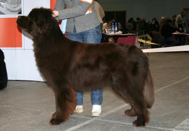 Фото: ньюфаундленд Fann'yuf Gold Kap (Фанньюф Голд Кап)