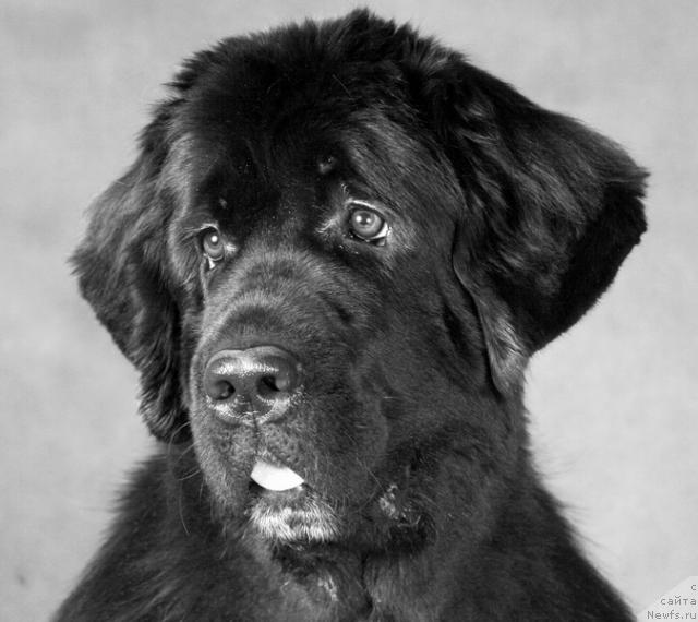 Фото: ньюфаундленд Piternyuf Zhizn' Horosha (Питерньюф Жизнь Хороша)