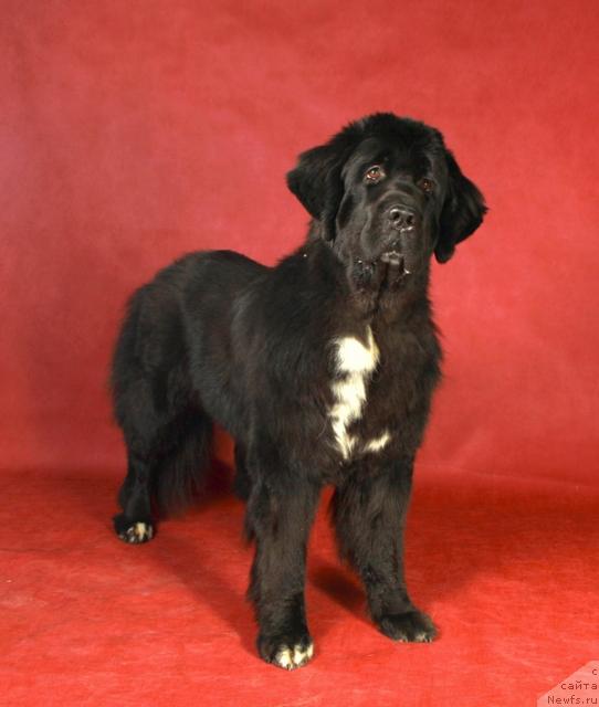 Фотография № 37021