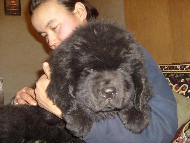 Фото: ньюфаундленд Aquatoriya Kelvin Kilimandzharo (Акватория Келвин Килиманджаро)