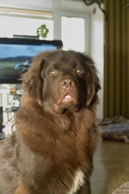 Фото: ньюфаундленд Povelitel' Velikih Ozer (Повелитель Великих Озер)