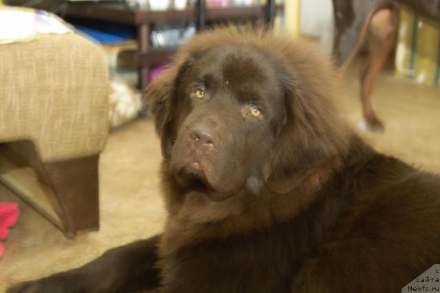 Фото: ньюфаундленд Povelitel' Velikih Ozer (Повелитель Великих Озер)