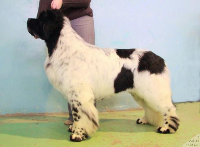 Фото: ньюфаундленд Keeper Soul Dar Moego Serdtsa Daniel (Кипер Соул Дар Моего Сердца Даниель)