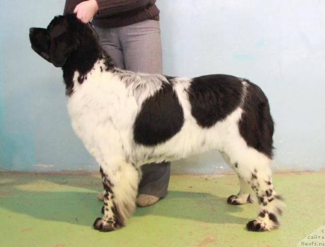 Фотография № 37061