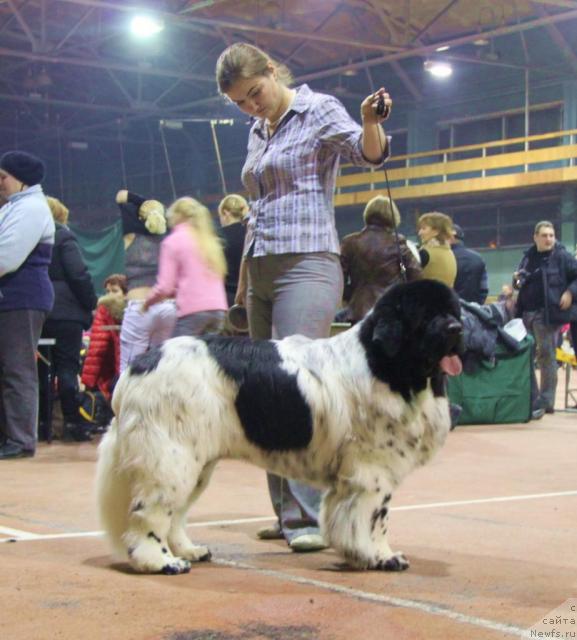 Фото: ньюфаундленд Keeper Soul Dar Moego Serdtsa Daniel (Кипер Соул Дар Моего Сердца Даниель)
