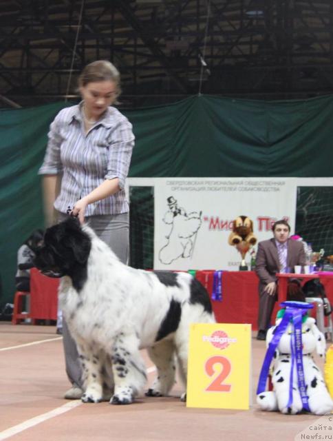 Фото: ньюфаундленд Keeper Soul Dar Moego Serdtsa Daniel (Кипер Соул Дар Моего Сердца Даниель)