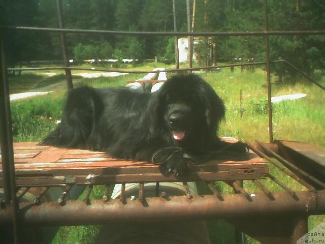 Фото: ньюфаундленд B'orn (Бьорн)