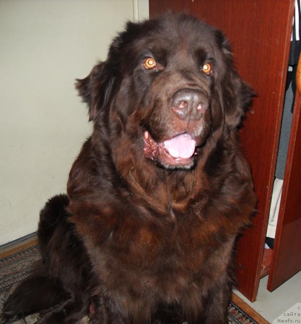 Фото: ньюфаундленд Elefanta Brown iz Antagrada (Элефанта Браун из Антаграда)