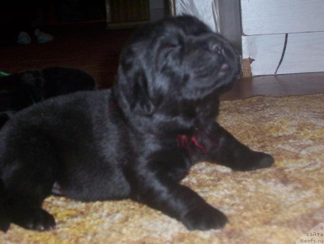 Фото: ньюфаундленд Uyutnaya Dolina Andros Grif (Уютная Долина Андрос Гриф)