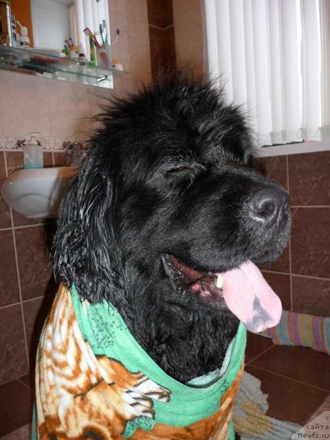 Фото: ньюфаундленд Rafayella Brillians CHernaya Jemchujina (Рафаэлла Бриллианс Черная Жемчужина)