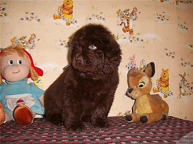 Фото: ньюфаундленд CHernyiy SHarm Abrikosovaya Karamel' (Черный Шарм Абрикосовая Карамель)