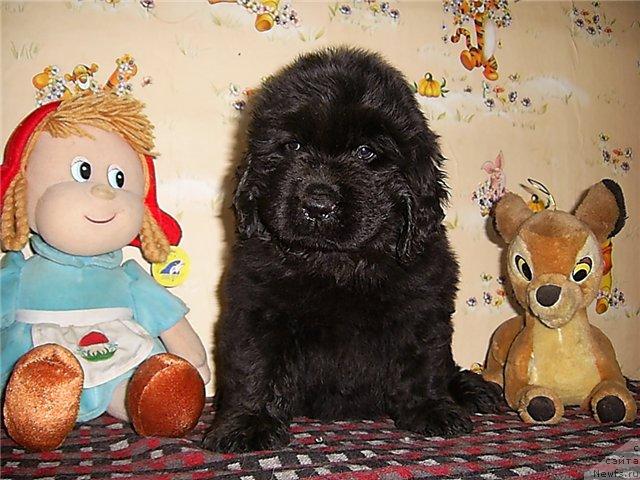 Фото: ньюфаундленд CHernyiy SHarm Alibi Lyubvi (Черный Шарм Алиби Любви)