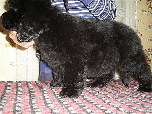 Фото: ньюфаундленд CHernyiy SHarm Alibi Lyubvi (Черный Шарм Алиби Любви)