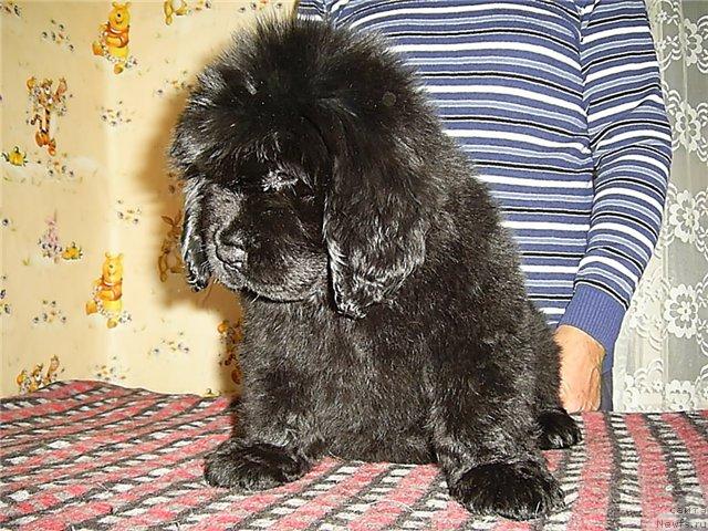 Фото: ньюфаундленд CHernyiy SHarm Alibi Lyubvi (Черный Шарм Алиби Любви)