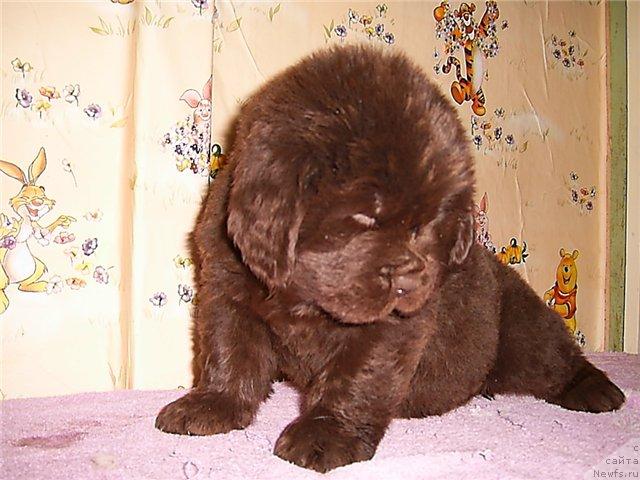 Фото: ньюфаундленд Chernyi Sharm Angel'skaya Krasota (Черный Шарм Ангельская Красота)