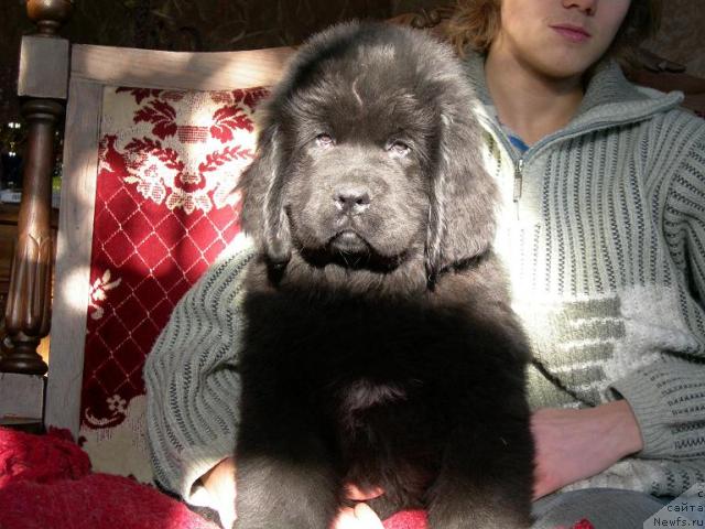 Фото: щенок от, ньюфаундленд Super Premium Brabus (Супер Премиум Брабус)