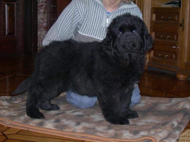 Фотография № 37155