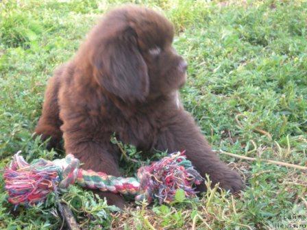 Фото: ньюфаундленд Premium Brayt (Премиум Брайт)