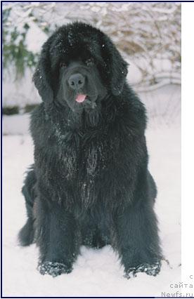 Фото: ньюфаундленд Newettas Charlie Chap