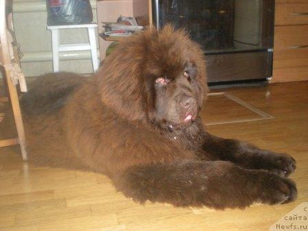 Фото: ньюфаундленд Premium Brayt (Премиум Брайт)