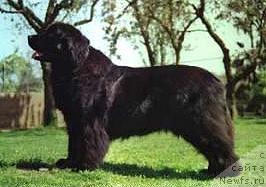 Фото: ньюфаундленд Deja Vue vom Elbdeich