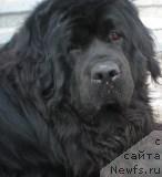 Фото: ньюфаундленд Beguschaya po Volnam Sen'orita Sensaciya (Бегущая по Волнам Сеньорита Сенсация)