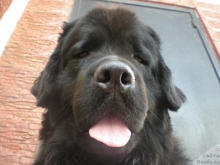 Фото: ньюфаундленд Akvilegiya Nejnaya (Аквилегия Нежная)