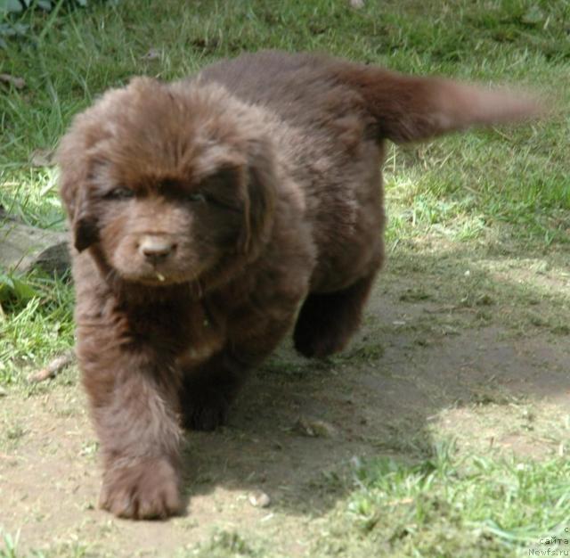 Фото: ньюфаундленд Newettas Vanessa