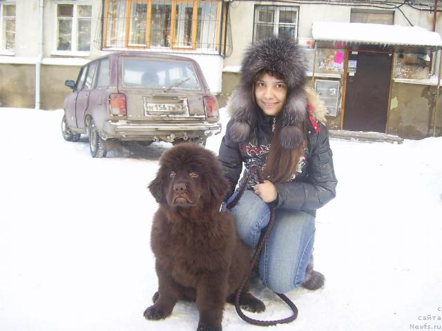 Фото: ньюфаундленд CHernyiy SHarm Aromat Kofe (Черный Шарм Аромат Кофе)