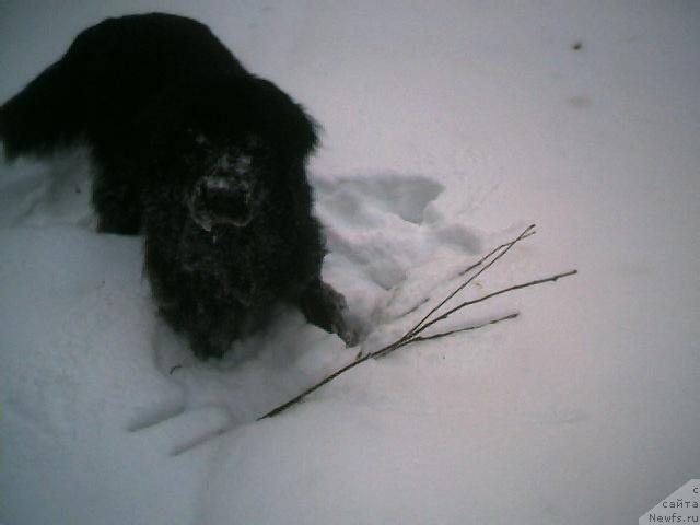 Фото: ньюфаундленд B'orn (Бьорн)