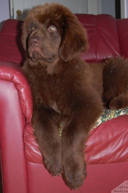 Фото: ньюфаундленд Newettas Vanessa