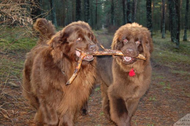 Фото: ньюфаундленд Sandra, ньюфаундленд Newettas Vanessa