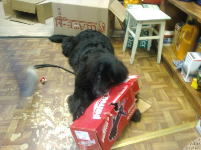 Фото: ньюфаундленд Lihoy Kazak (Лихой Казак)