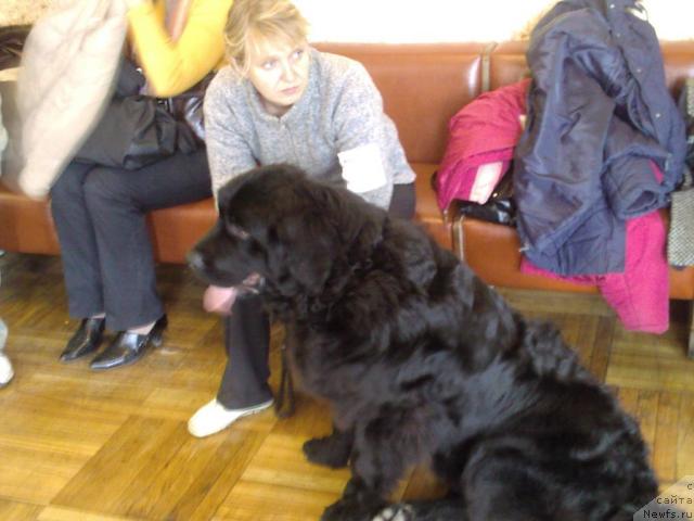 Фото: ньюфаундленд Lihoy Kazak (Лихой Казак)