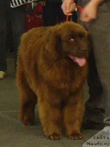 Фото: ньюфаундленд Stardi (Старди)