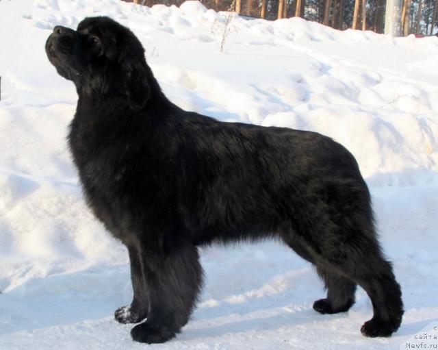 Фото: ньюфаундленд Aquatoriya Kelvin Impressa (Акватория Келвин Импресса)