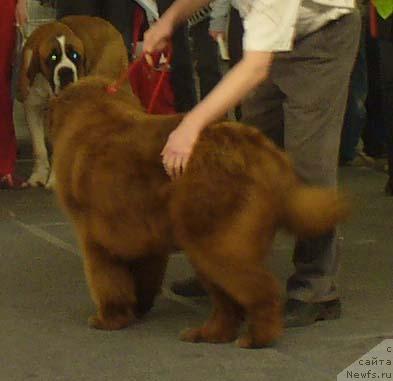 Фото: ньюфаундленд Stardi (Старди)