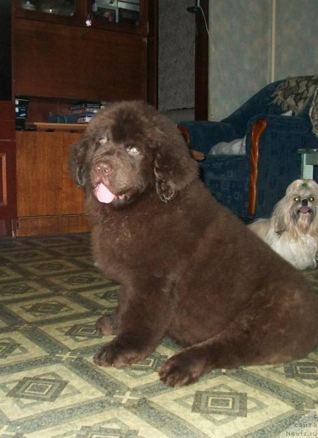Фото: ньюфаундленд CHernyiy SHarm Amber Best Dog FO Marleon (Черный Шарм Амбер Бест Дог ФО Марлеон)