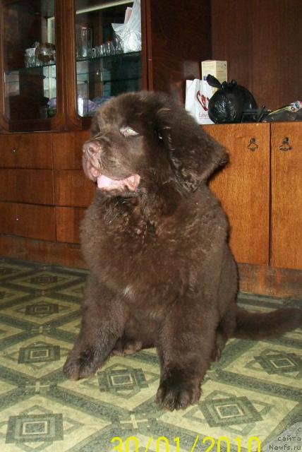 Фото: ньюфаундленд CHernyiy SHarm Amber Best Dog FO Marleon (Черный Шарм Амбер Бест Дог ФО Марлеон)