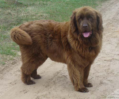 Фото: ньюфаундленд Stardi (Старди)