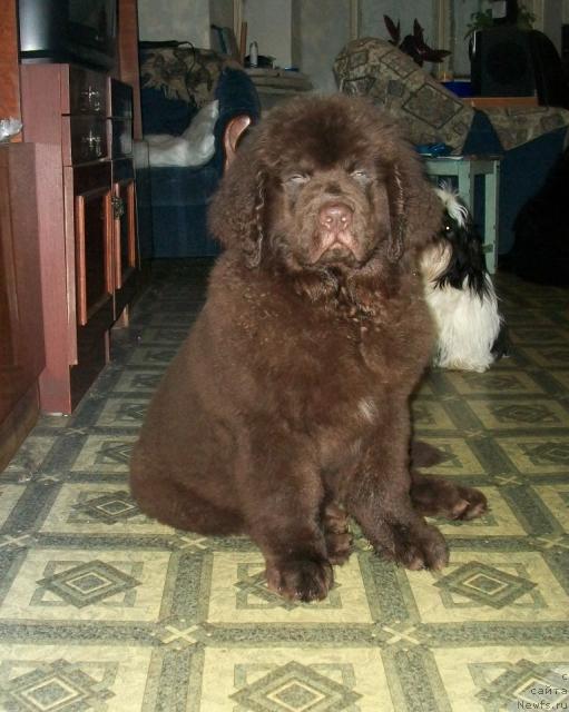 Фото: ньюфаундленд CHernyiy SHarm Amber Best Dog FO Marleon (Черный Шарм Амбер Бест Дог ФО Марлеон)