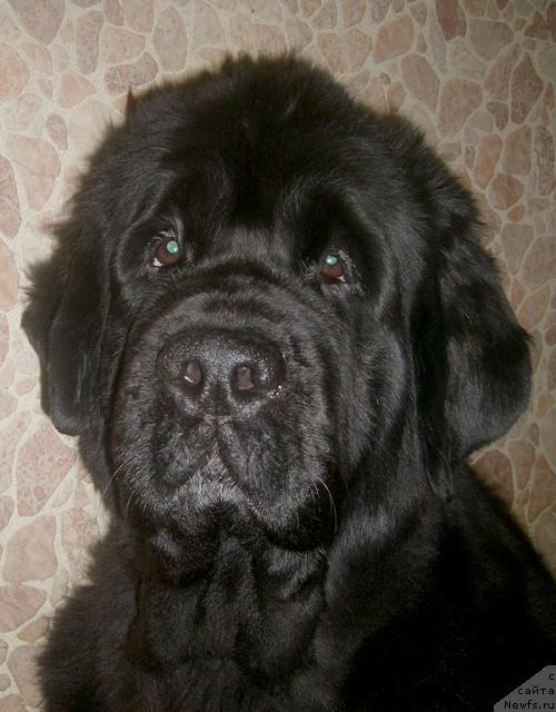 Фото: ньюфаундленд Super Bizon Antaliya (Супер Бизон Анталия)