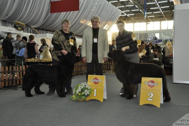 Фото: ньюфаундленд Aquatoriya Kelvin Zaznoba (Акватория Келвин Зазноба), ньюфаундленд Komandor iz Medvej'ego YAra (Командор из Медвежьего Яра)