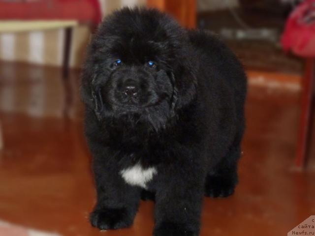 Фото: ньюфаундленд Ark Veles (Арк Велес)