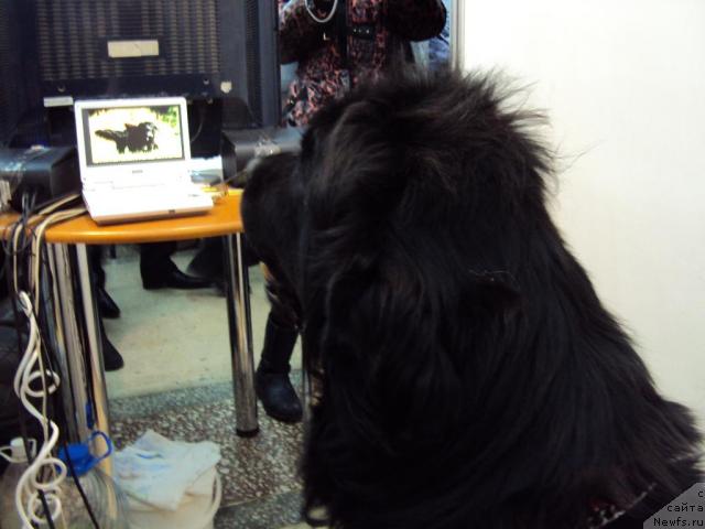 Фотография № 37300