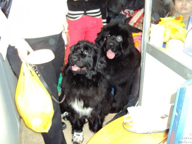 Фото: ньюфаундленд Blestyaschaya Brina (Блестящая Брина), ньюфаундленд N'yufort Lunnyiy Barhat (Ньюфорт Лунный Бархат)