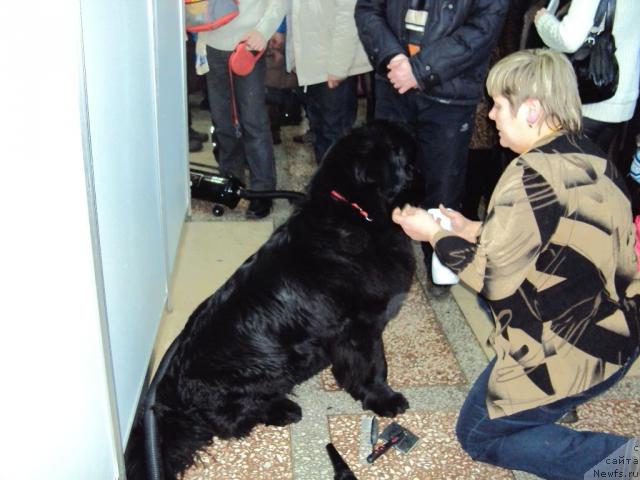 Фото: ньюфаундленд Aquatoriya Kelvin Zaznoba (Акватория Келвин Зазноба), Irina Gabova (Ирина Габова)