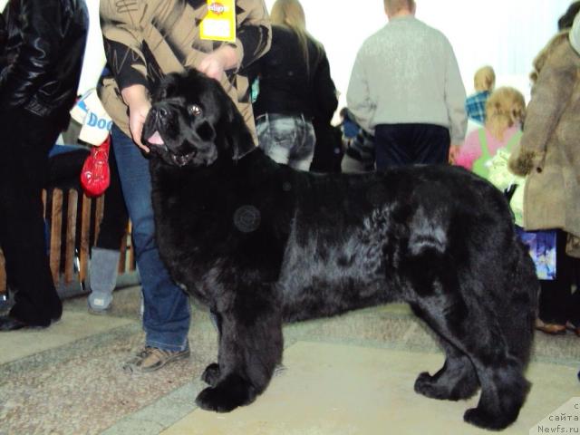 Фото: ньюфаундленд Aquatoriya Kelvin Zaznoba (Акватория Келвин Зазноба)